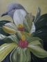 magnolia met tortel