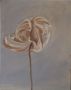 tulp