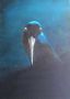 oyster catcher x1602